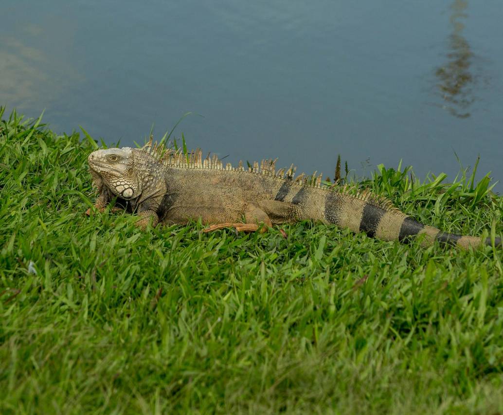 Las iguanas necesitan espacios abiertos para regular su temperatura. Por estos días, buscan el sol para aparearse y desovar. FOTO: CORTESÍA