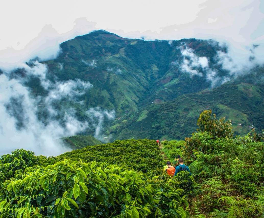 Entre cafetales (vereda La Morelia de Betulia) FOTO: CRISTINA RODRÍGUEZ