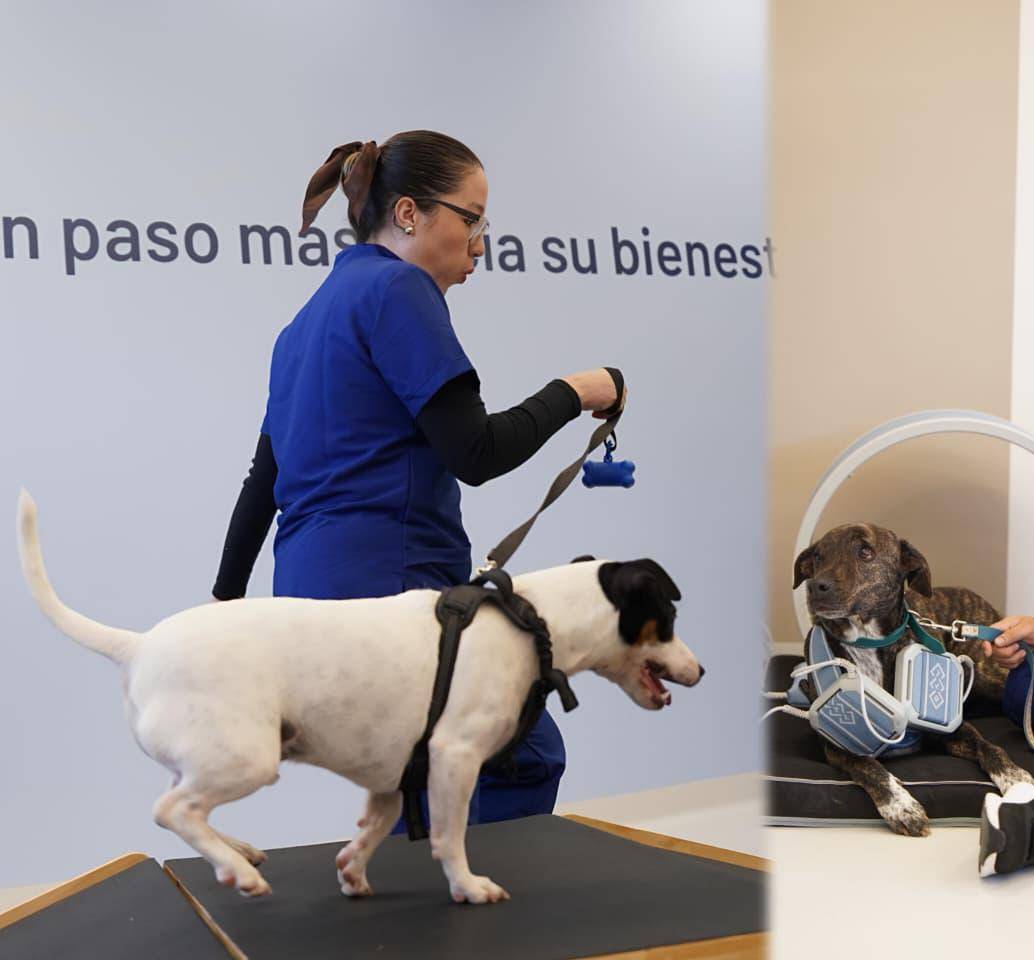 El centro integra espacios de fisioterapia, hidroterapia y atención clínica especializada para animales de compañía, ubicado en la Avenida Las Palmas. FOTOS cortesía Bivett