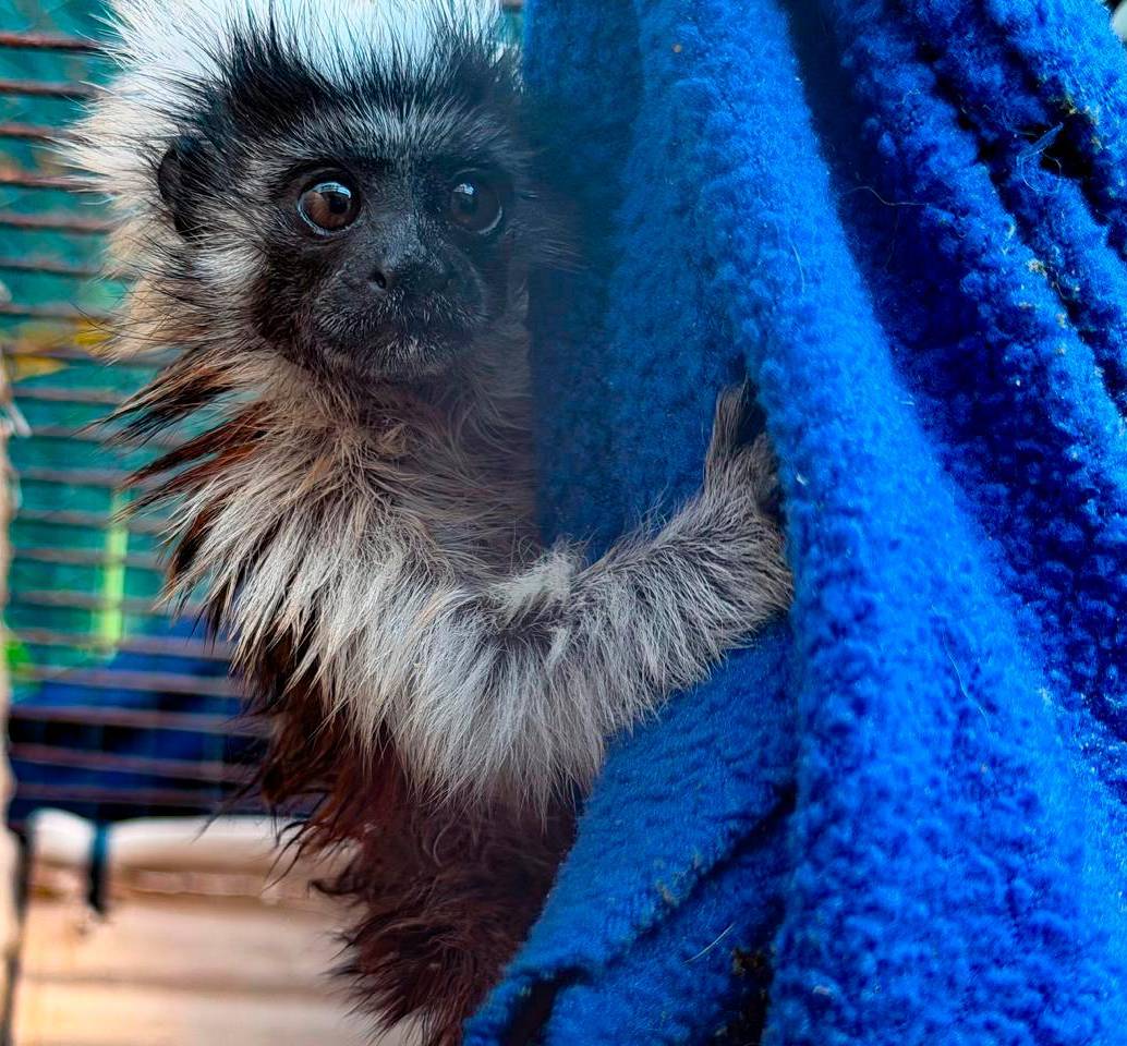 El tití cabeciblanco es una especie oriunda de los bosques del nordeste de Colombia, especialmente de las cuencas de los ríos Atrato y Magdalena. FOTO: CORTESÍA AMVA