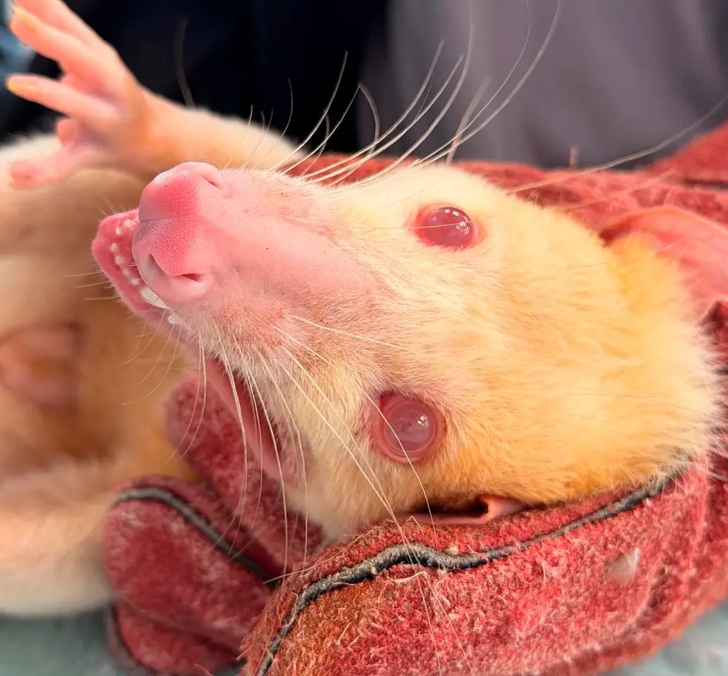 Los especialistas llevaban cinco años sin avistar zarigüeyas de esta especie que carece de pigmentación en el pelo, la piel y los ojos. FOTOS: AMVA 