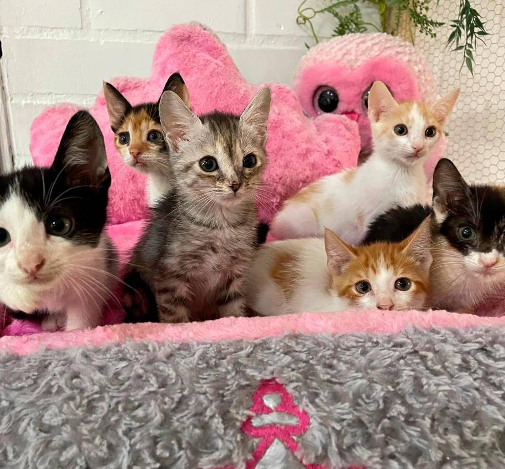 Los gatos fueron introducidos en Europa a través del Mediterráneo. Foto EL COLOMBIANO