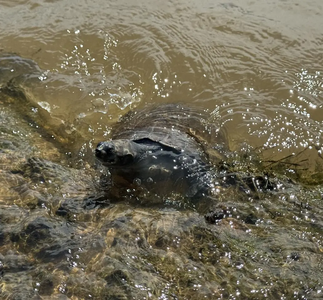 Las torturas fueron<b> </b>encontradas en viviendas, negocios y decomisadas durante operativos contra el tráfico de fauna silvestre. FOTO: Cortesía Área Metropolitana