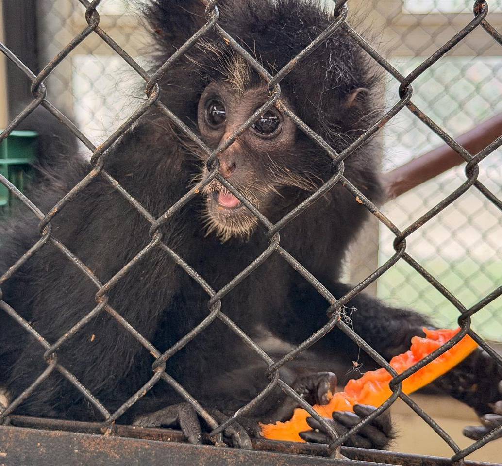 El mono araña, especie en grave riesgo de extinción, es una de las especies que fueron rescatadas o decomisadas e ingresarán al Parque de la Conservación. FOTO: cortesía Área Metropolitana