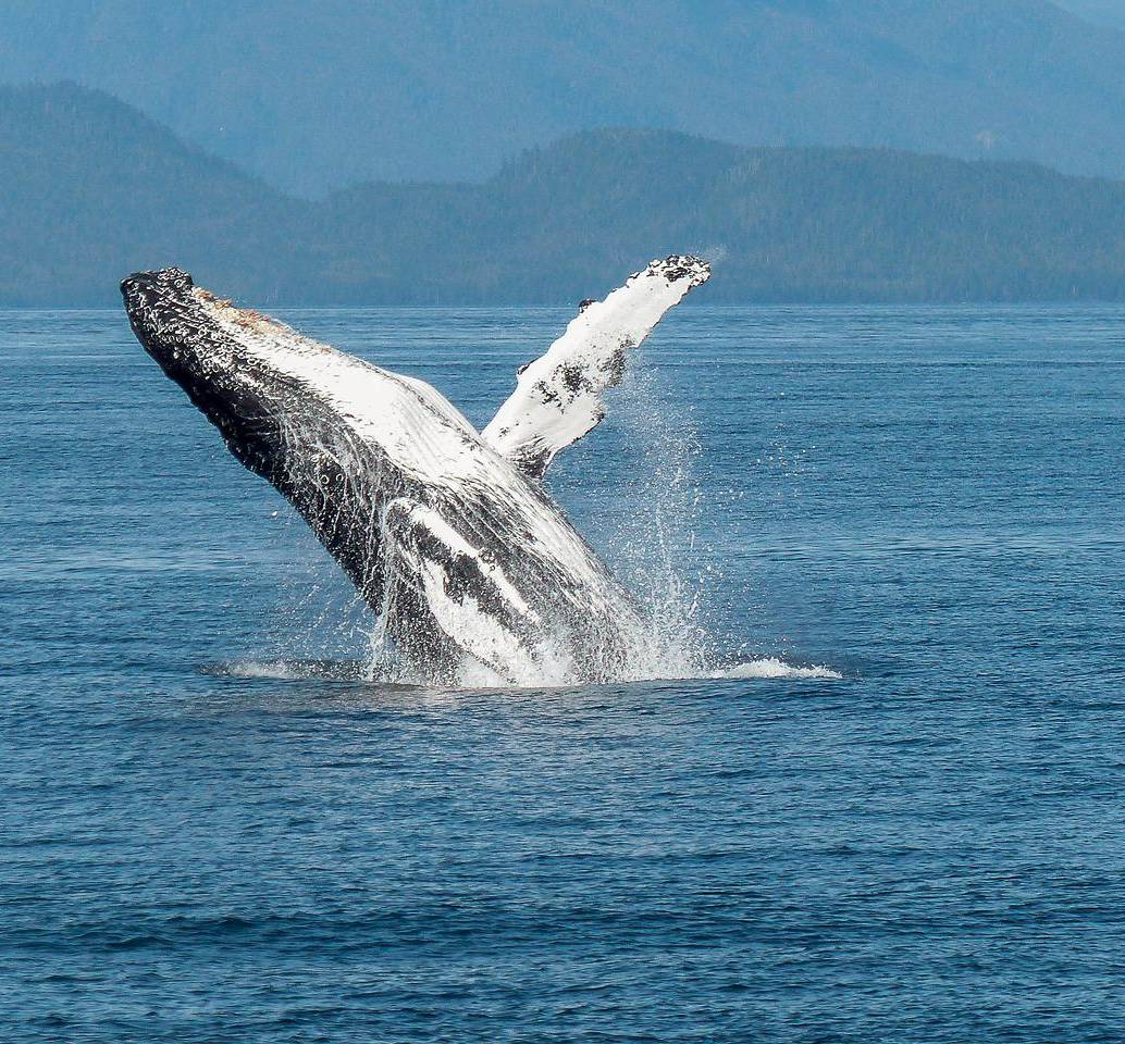 El 19 de febrero se conmemora el Día Mundial de las Ballenas. FOTO: Pixabay