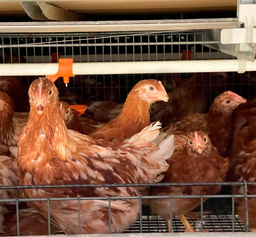  Granja Avícola Kakaraka es la primera en tratar bien a las gallinas. FOTO CORTESÍA ICA. 