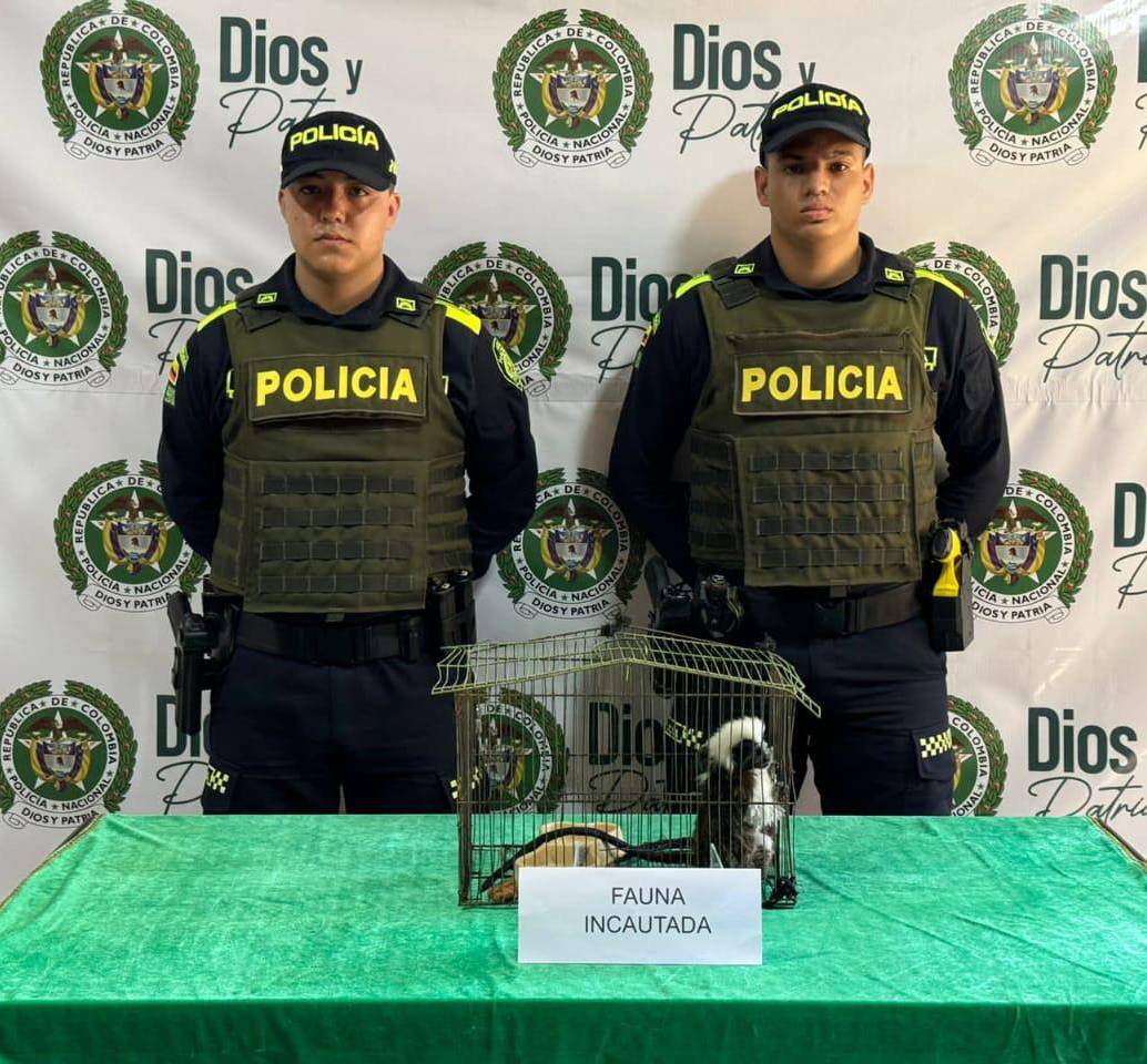 En el barrio Buenos Aires, en Turbo, un ciudadano entregó dos monos Tití cabeciblancos valorados en $2 millones. FOTO: Policía Antioquia