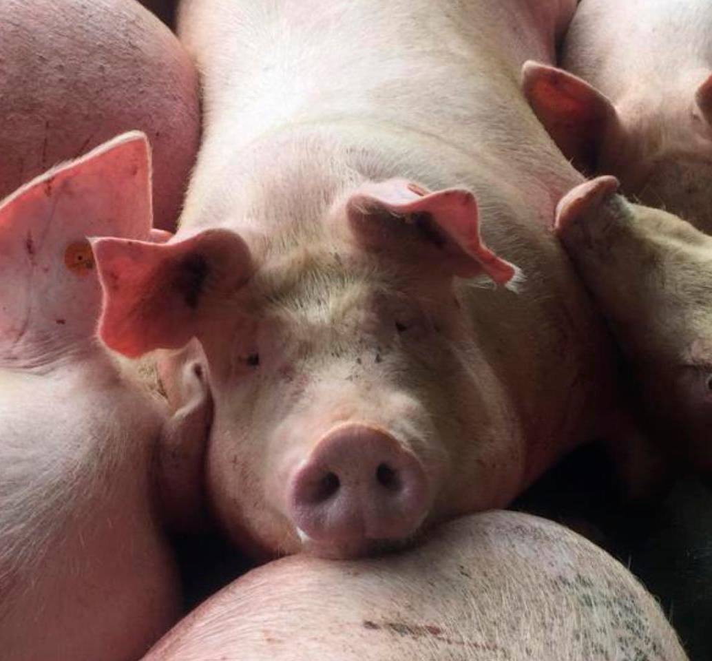 El censo porcino en Colombia es de más de 10 millones de animales en cerca de 190.000 predios registrados ante el ICA. FOTO cortesía ICA
