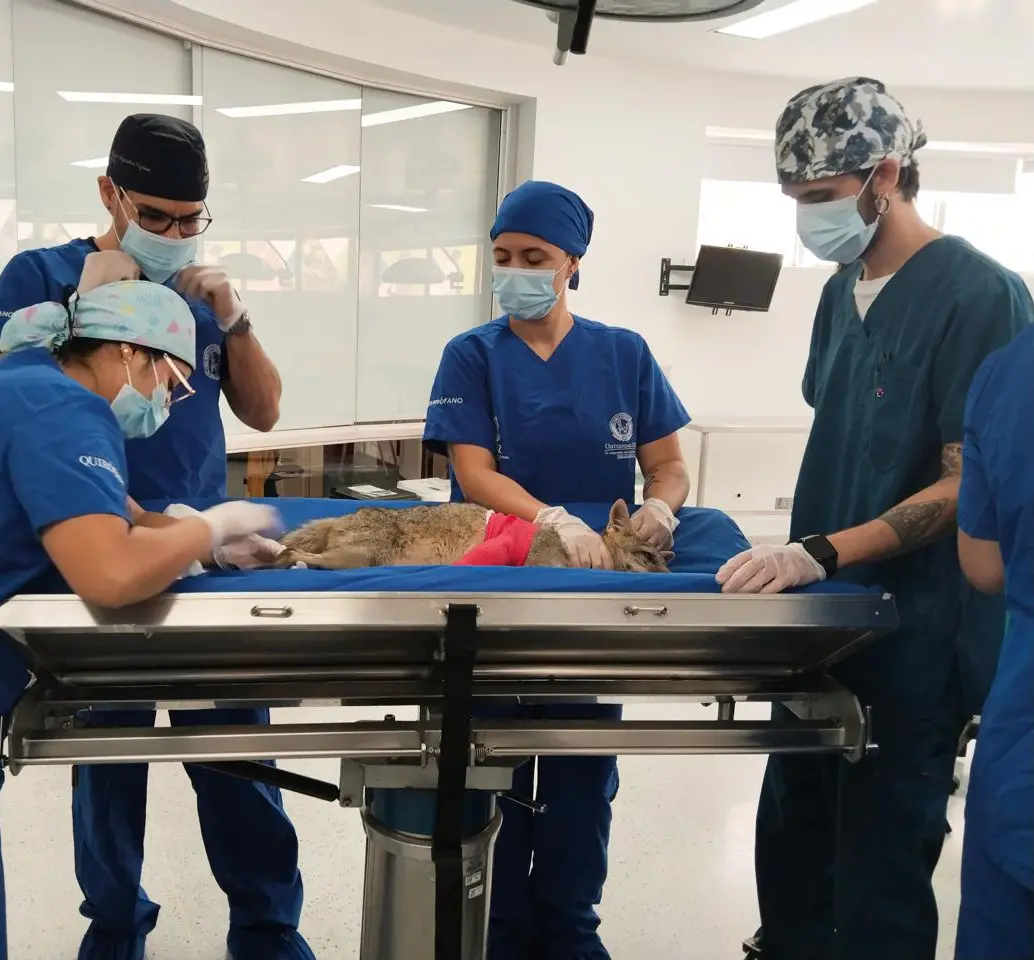 El animal fue sometido a una cirugía ortopédica y a sesiones de fisioterapia. FOTO: ÁREA METROPOLITANA DEL VALLE DE ABURRÁ