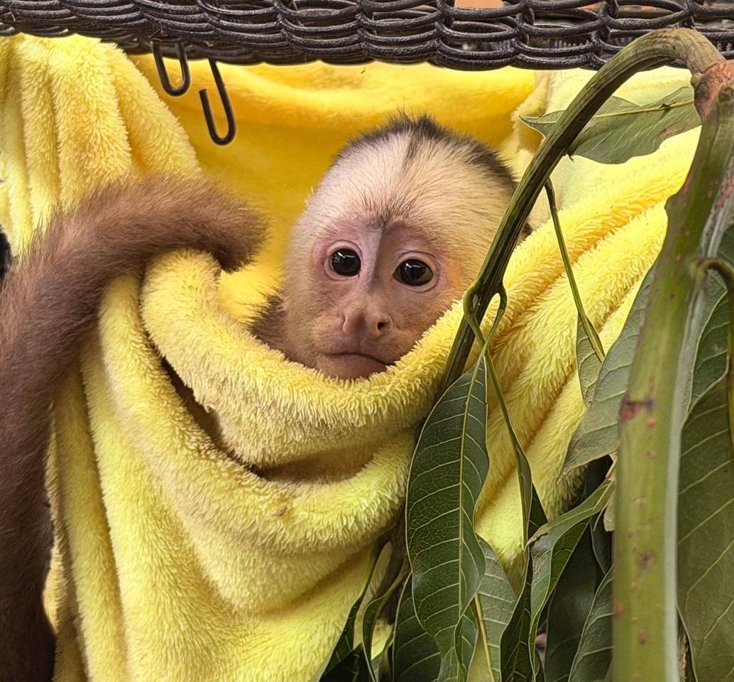 Uno de los animales rescatados tras el inicio de su proceso de recuperación. FOTO: Cortesía