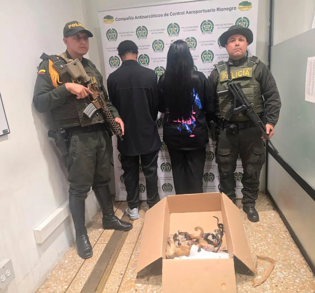 La pareja que intentaba sacar a los primates quedó bajo custodia de las autoridades para llevarlos ante la justicia. FOTO 