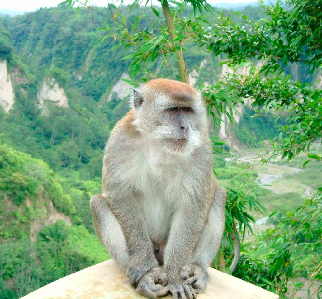 El macaco de cola larga (<i>Macaca fascicularis</i>) habita en gran parte del Sudeste Asiático —desde Camboya, Indonesia, Laos, Malasia, Filipinas, Tailandia y Vietnam hasta algunas islas del Pacífico occidental. FOTO Wikipedia