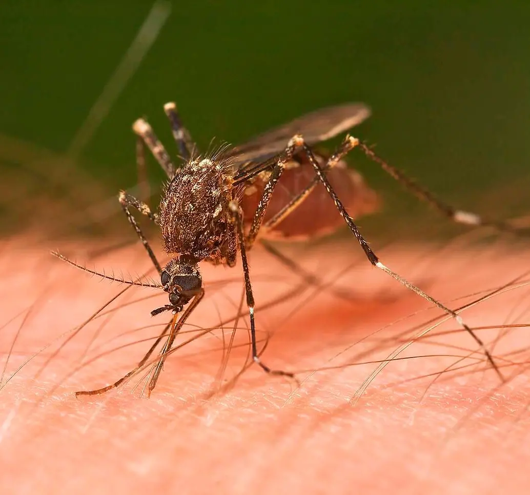 Un mosquito de la especie Ochlerotatus notoscriptus alimentándose de un humano. Foto: Agencia Sinc