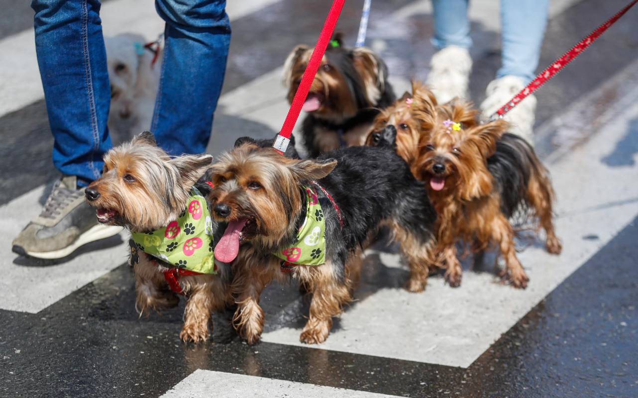 Hasta una iguana desfiló en el evento, pero los reyes de las casas siguen siendo los perros. Foto: MANUEL SALDARRIAGA QUINTERO.
