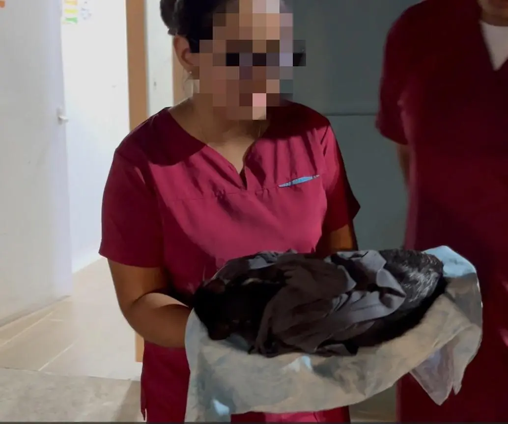 Autoridades investigan lo ocurrido durante la jornada de esterilización de mascotas hecha por una institución académica en Puerto Berrío, que cobró la vida de siete felinos. FOTO: CORTESÍA