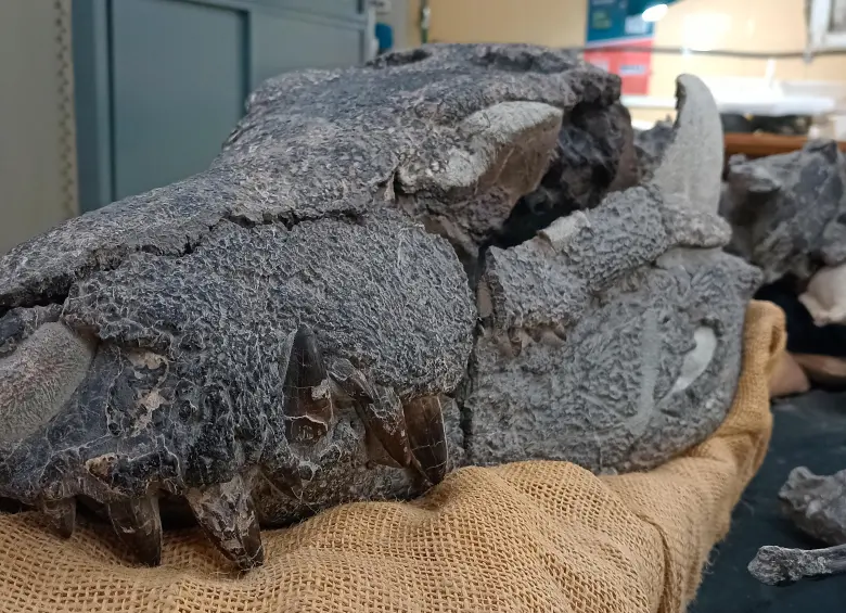 Cráneo fósil excepcionalmente preservado de Kostensuchus atrox, hallado en cercanías de El Calafate, Argentina. FOTO cortesía Laboratorio de Anatomía Comparada y Evolución de los Vertebrados