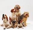 La iniciativa busca promover la tenencia responsable de mascotas y contribuir al control ético de la población de perros y gatos en el municipio. FOTO: Magnific.