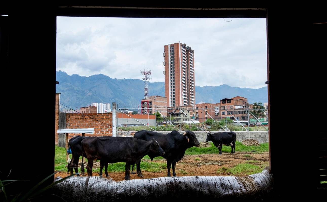 En Bello los animales todavía encuentran zonas verdes para pastar. FOTO: Jaime Pérez