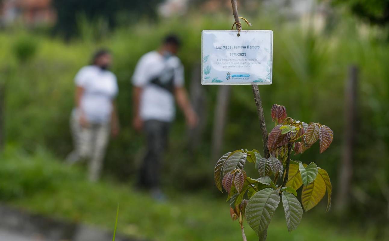La ruta, un futuro túnel verde de colores, donde cada familia adoptó un árbol. Foto: Manuel Saldarriaga Quintero.