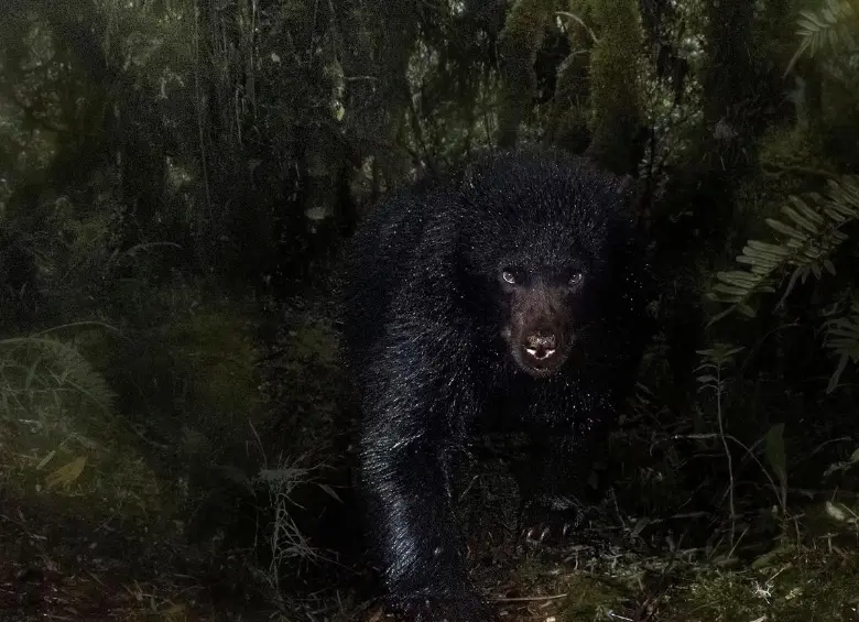 Saliendo de la oscuridad, la imagen del oso andino captada por Santiago J. Monroy García en la Reserva Natural Ecopalacio, fue destacada por el Museo de Historia Natural de Londres entre las mejores del certamen Wildlife Photographer of the Year 2025. FOTO cortesía Santiago J. Monroy García