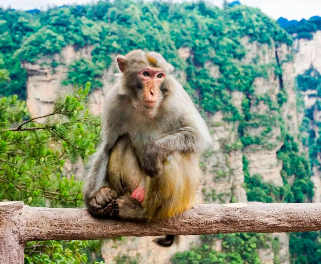 Un estudio muestra que los macacos, si son entrenados con metrónomo, pueden seguir el ritmo de la música. FOTO: 