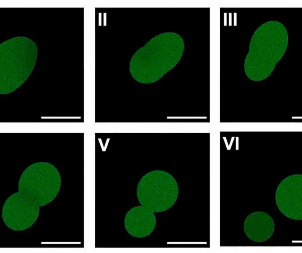 Microscopía fluorescente que muestra una célula sintética SpudCell en pleno proceso de división. FOTO: Kate Adamala
