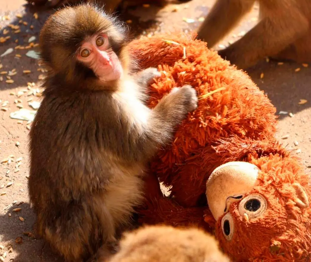 El peluche de Punch se llama Ora-mama. FOTO: Zoológico de Ichikawa