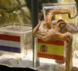 Desde 2010, animales fueron utilizados para anticipar resultados de partidos mundialistas. FOTO: AFP vía Getty Images.