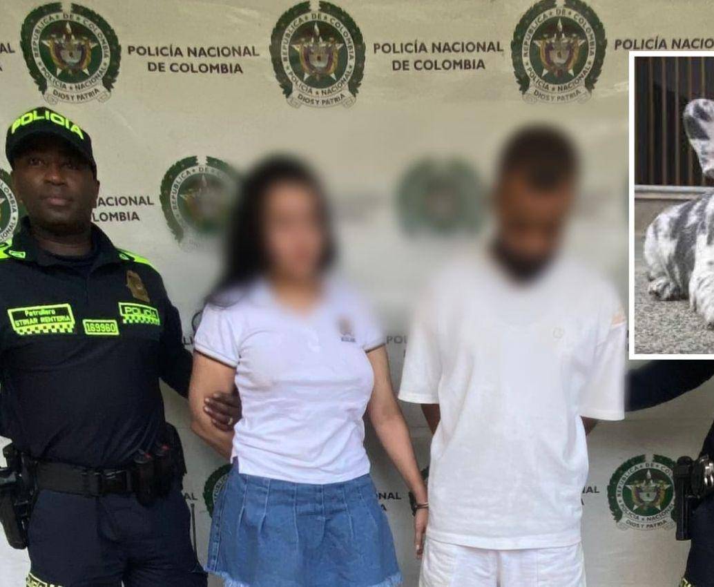 Una bulldog francés, similar a la de la foto detalle, fue la muerta en medio de la pelea de esta pareja, a la cual capturaron horas despueés de este caso de maltrato animal en la comuna 7 (Robledo). FOTOS: <b>CORTESÍA</b>