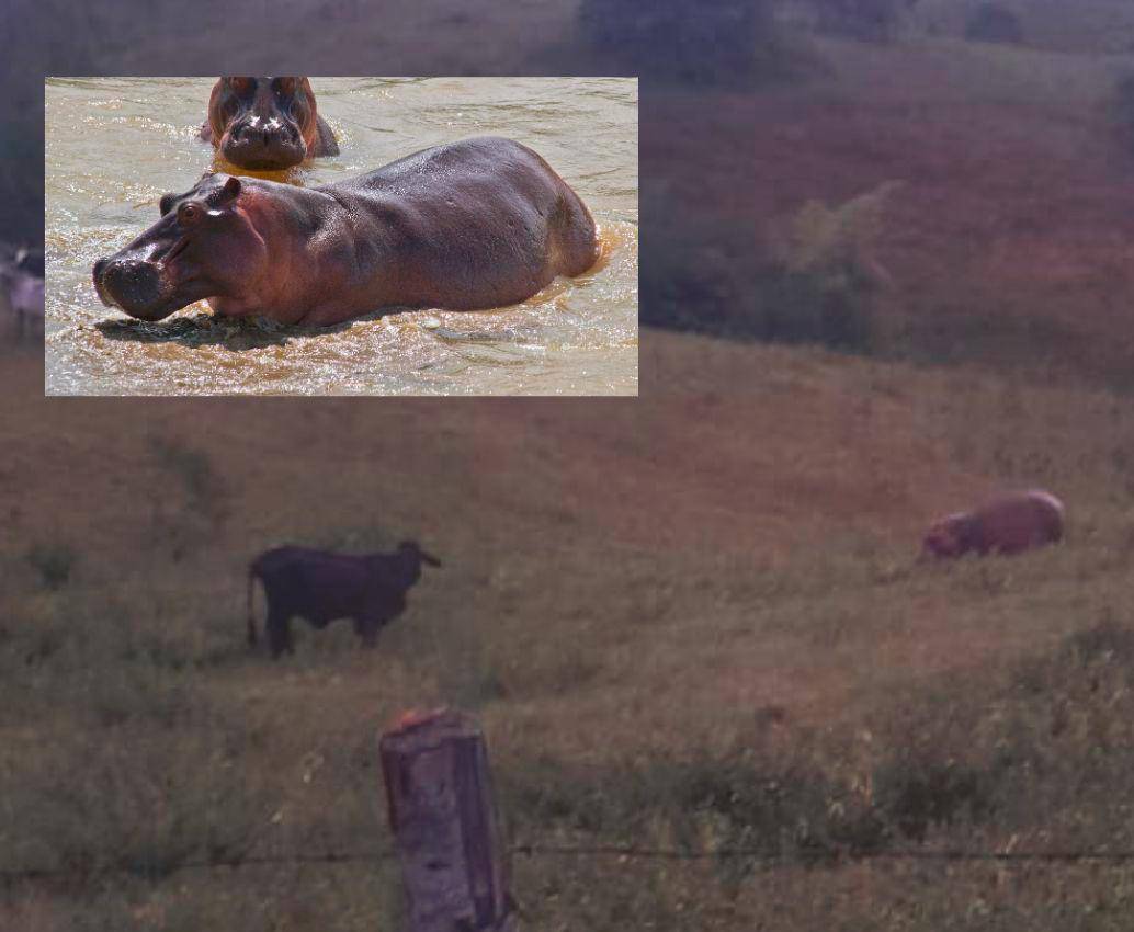 Esta imagen muestra como uno de los hipopótamos merodea por las fincas donde hay animales de corral y se presume que estaría detrás de la muerte de una vaca y de un carnero. FOTOS: CORTESÍA Y ARCHIVO EL COLOMBIANO