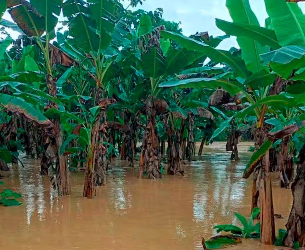 Así quedaron los cultivos bananeros en el Urabá antioqueño. La imagen corresponde a uno del municipio de Necoclí. FOTO: CORTESÍA