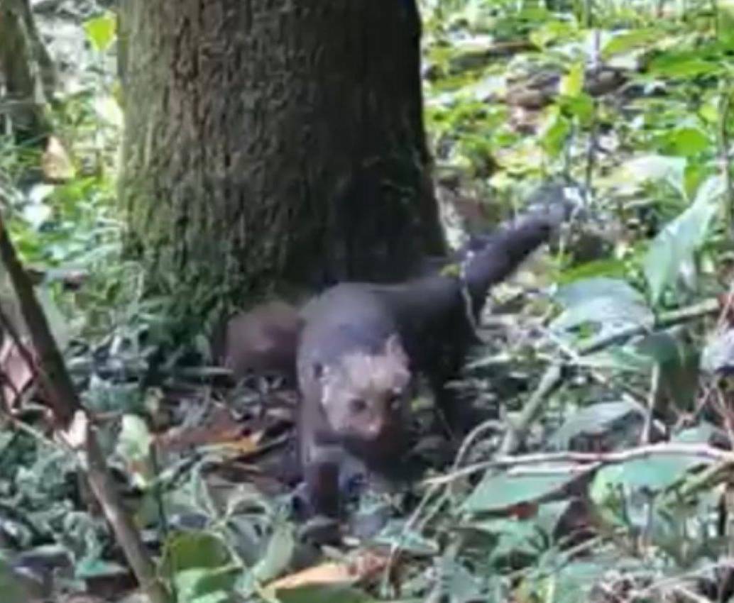 Los jaguarundí fueron avistados en el corregimiento El Manzanillo, de Itagüí, con cámaras trampa instaladas por los guardabosques de la Alcaldía de Itagüí. FOTO: Cortesía Alcaldía de Itagüí
