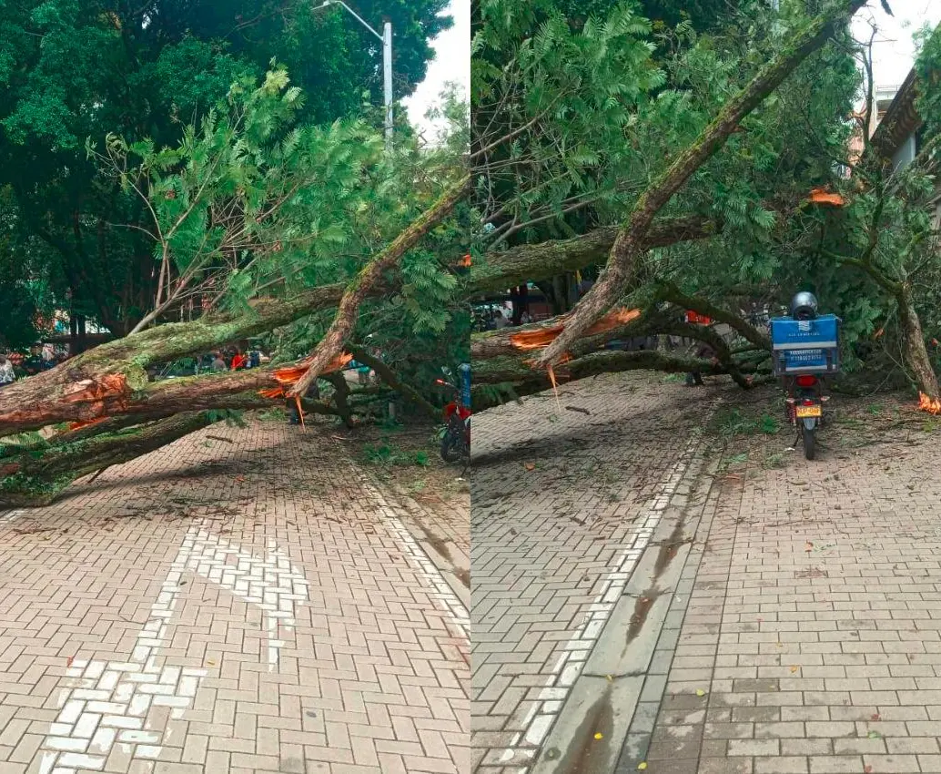 Así quedó el árbol luego de caerse sobre una casa patrimonial en el Parque Bolívar. Un motociclista alcanzó a frenar antes de que este árbol le cayera encima (der.). FOTOS: CORTESÍA