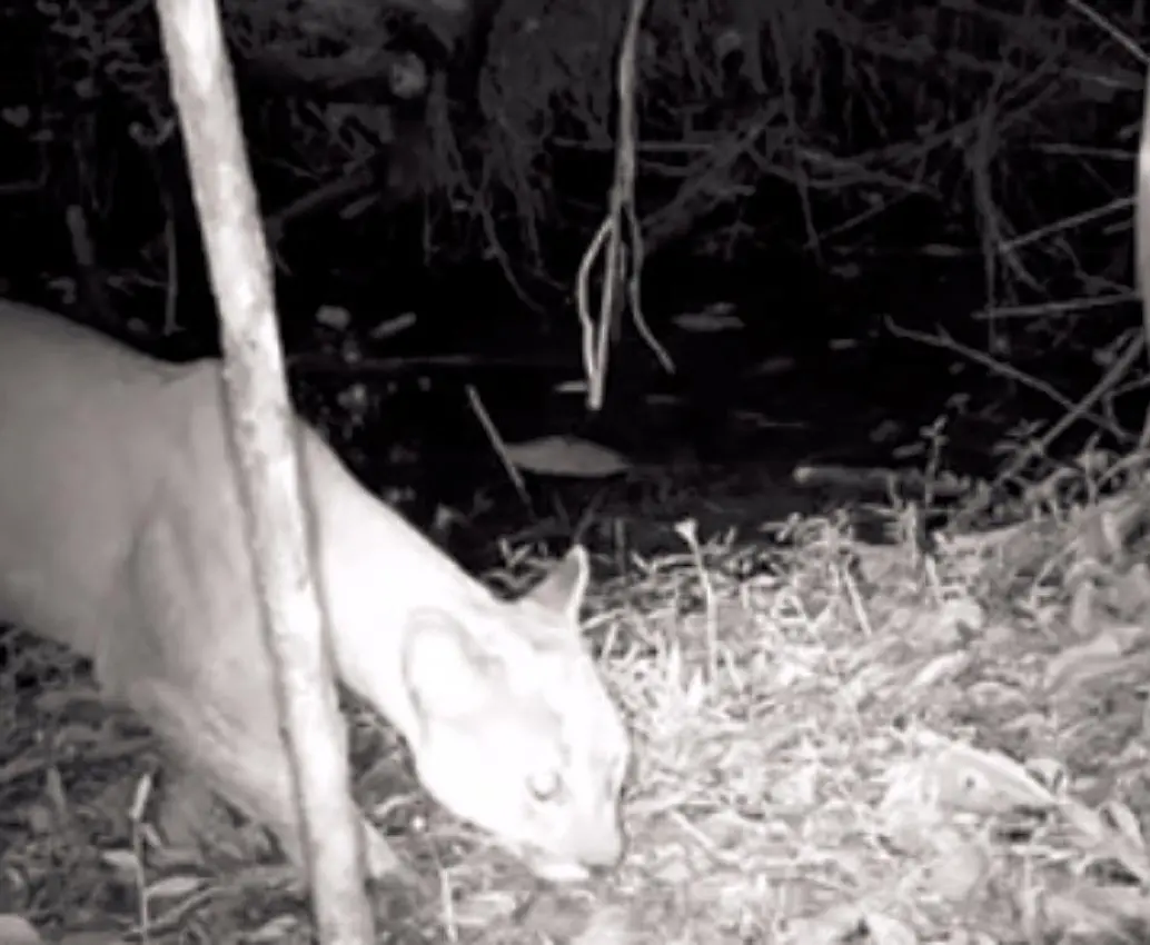 Este es el puma que fue avistado por las autoridades ambientales de Itagüí, siendo una especie que no esperaban encontrar en este territorio. FOTO: CORTESÍA ALCALDÍA DE ITAGÜÍ