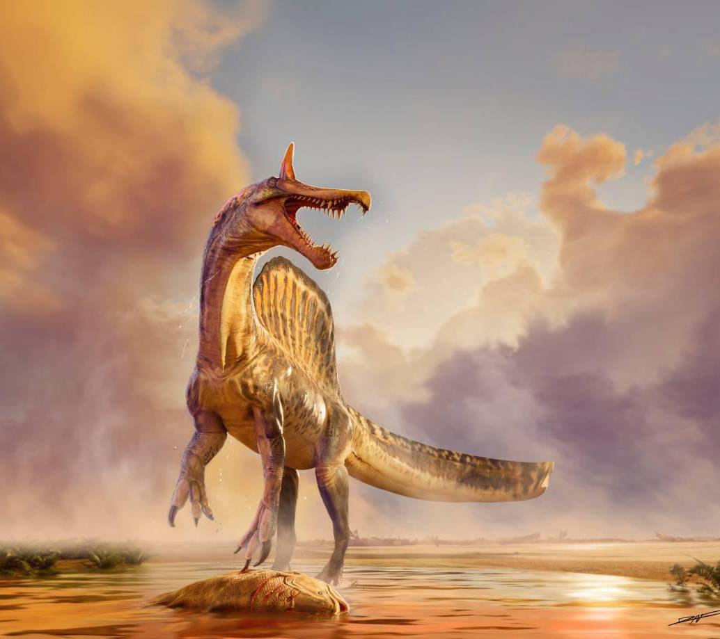Esta es una de las representaciones realizadas del Spinosaurus mirabilis. FOTO: Dani Navarro