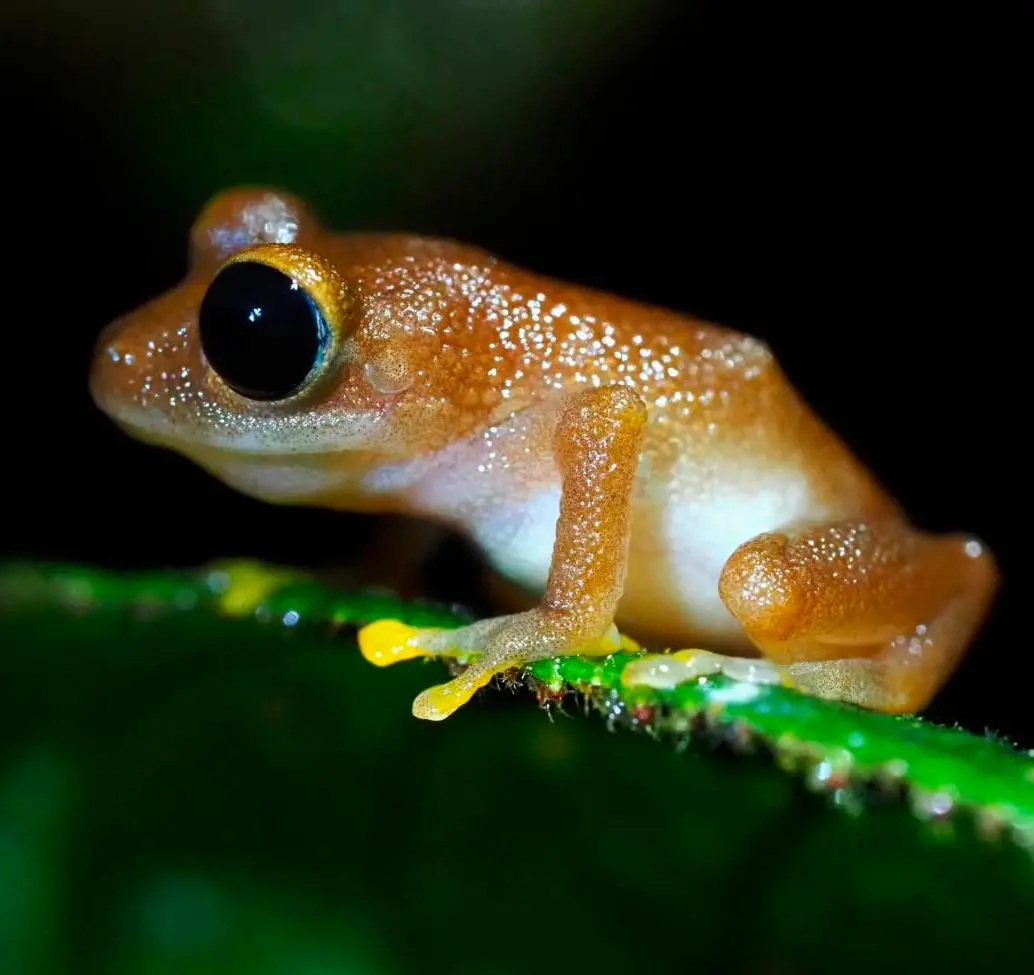 Esta es la ‘Pristimantis chalceus’, una especie que habita en La Planada. FOTO: Claudia Lansac