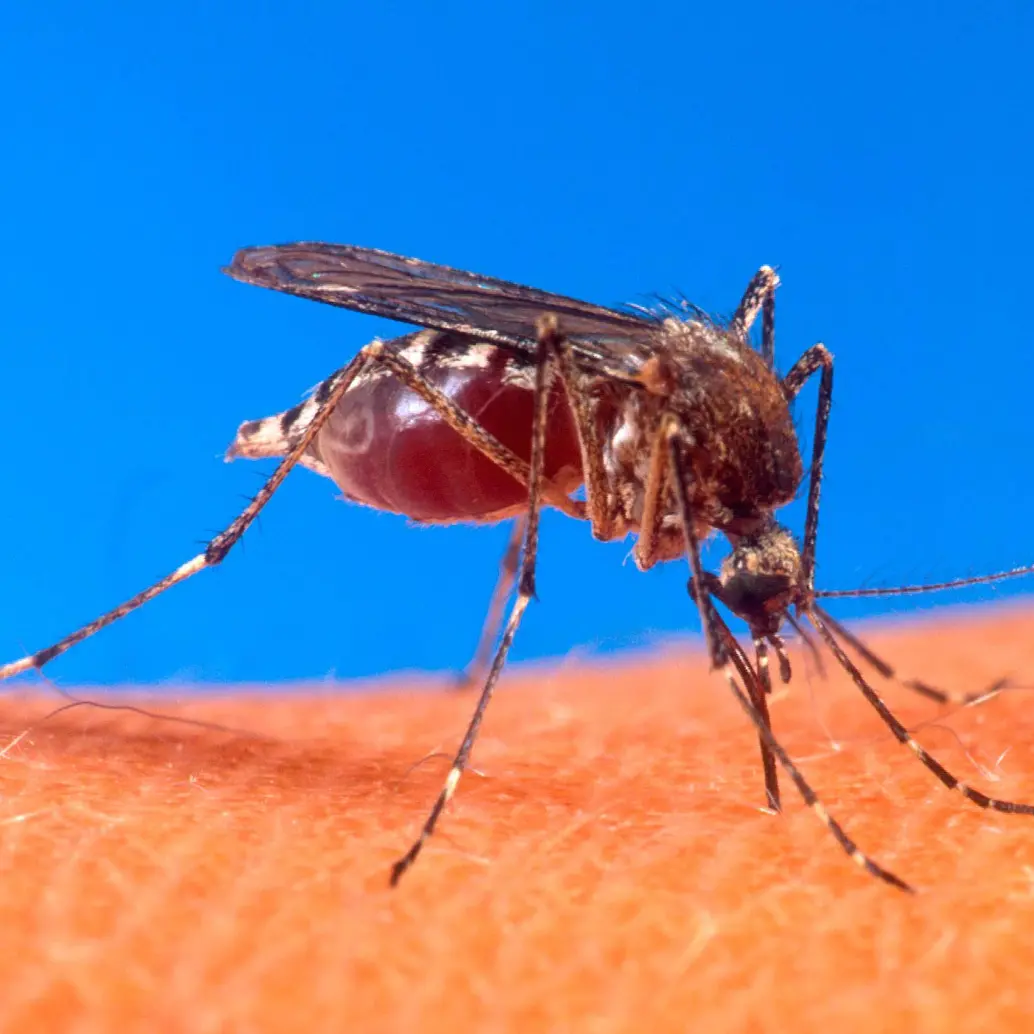 El mosquito denominado Aedes aegypti es el que trasmite el dengue. FOTO: (Colprensa-La Patria)
