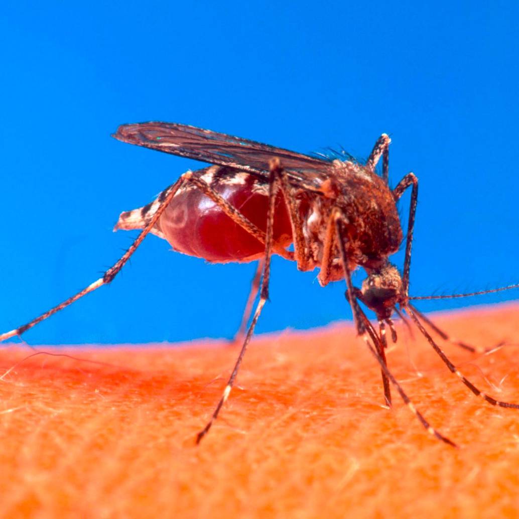 El mosquito Aedes aegypti aumenta la transmisión del dengue en tiempos de verano intenso como los que se vienen registrando en Antioquia. FOTO: COLPRENSA