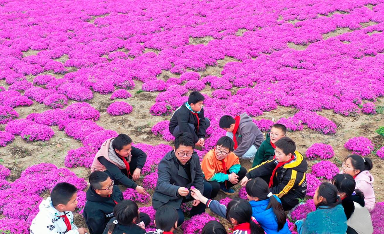 Los estudiantes llegan para observar y estudiar del paisaje de los cerezos que florecen cada primavera. Foto: Getty
