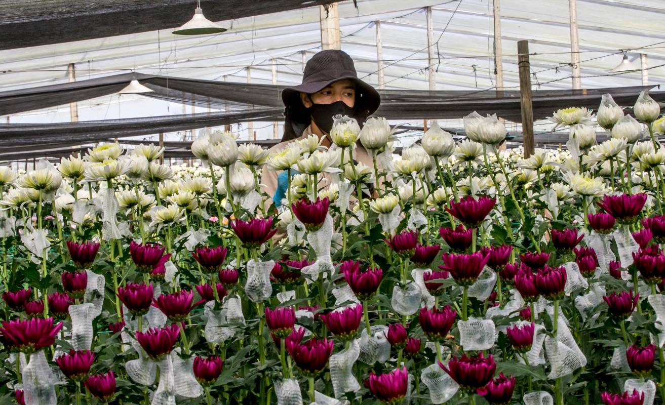 Con flores colombianas el Día de San Valentín, se celebró principalmente en Estados Unidos, también recibieron nuestras flores otras naciones como Japón, Canadá e Inglaterra. Foto Juan Antonio Sánchez Ocampo