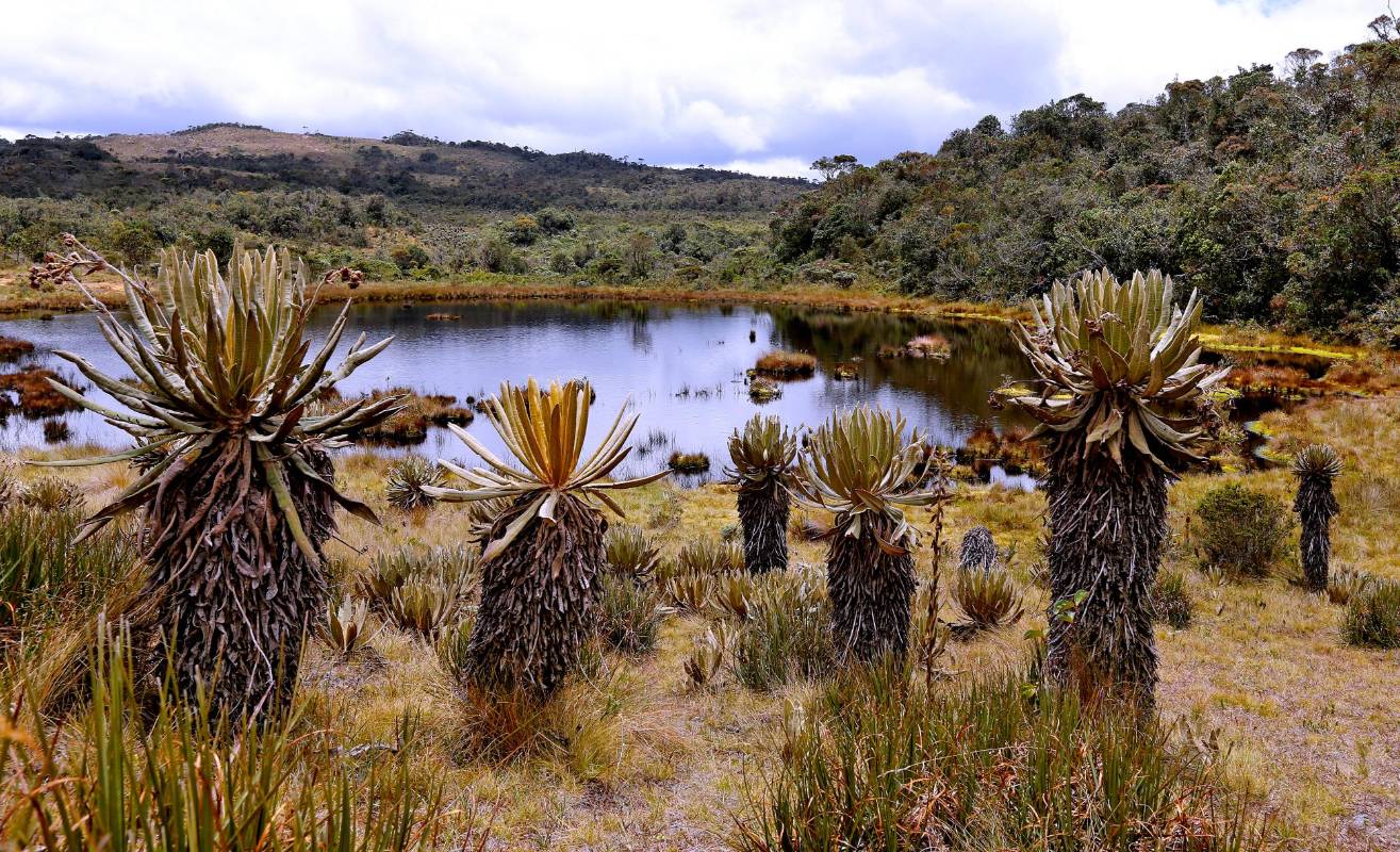 El páramo de Belmira es llamado “la fábrica de agua” ya que gran parte del departamento antioqueño se beneficia de sus afluentes. Foto: Juan Antonio Sánchez