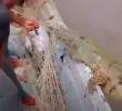 El caimán fue manipulado con cuidado por los pescadores para no causarle daño. Sin embargo, no se recomienda que cualquiera lo haga. FOTO: IMAGEN TOMADA DE VIDEO