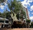 ¿Por qué las tormentas están tumbando los árboles en Medellín y qué hacer para prevenir emergencias?