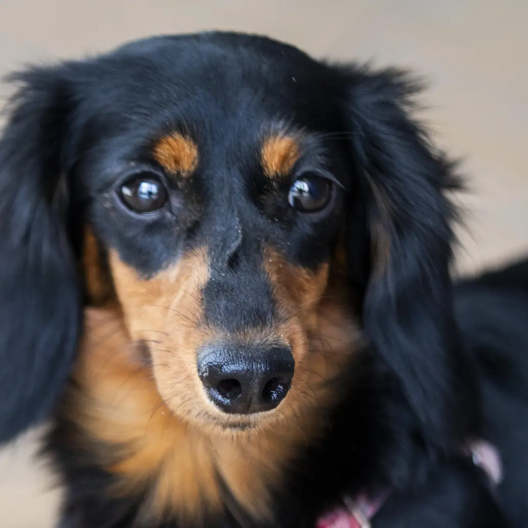 Aunque la Corte Suprema se pronunció sobre este tipo de licencias, en el Congreso avanza un proyecto para que se convierta en ley. Foto: Julio César Herrera Echeverri.