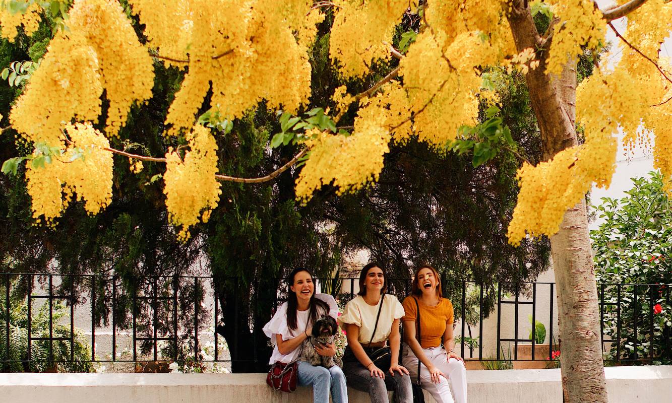 En Guadalajara, la llegada de la primavera pinta de amarillo las calles gracias a las flores del árbol de guayacán, un espectáculo natural que se puede disfrutar en todos los rincones de la ciudad. Foto: Oficina de Visitantes y Convenciones de Guadalajara