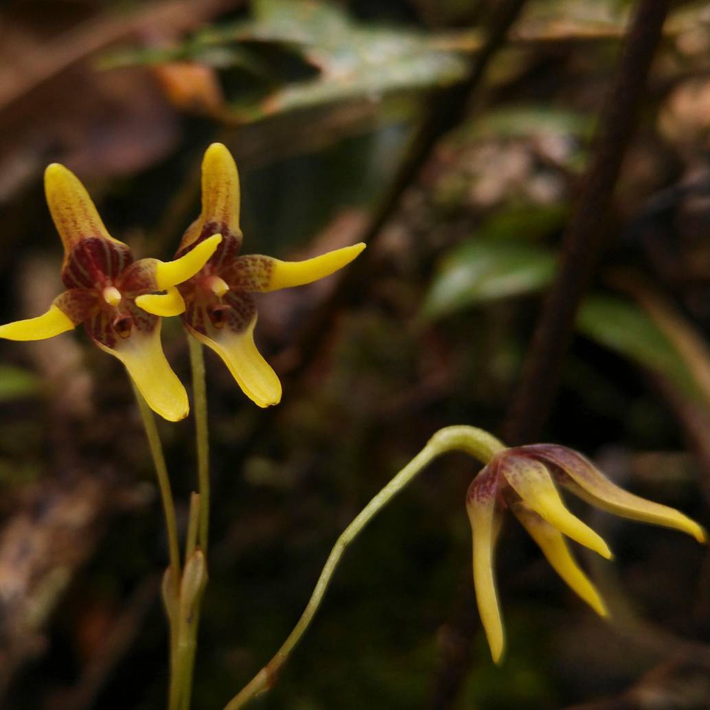 La <i>Pleurothallis maitamae</i>, orquídea inédita descubierta en el páramo de Sonsón, crece entre los 2.600 y 3.300 metros de altitud. FOTO cortesía Cornare