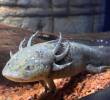 El ajolote es una especie originaria de México conocida por su capacidad para regenerar órganos y tejidos. imagen tomada de Atlantis Aquarium.