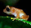 Esta es la ‘Pristimantis chalceus’, una especie que habita en La Planada. FOTO: Claudia Lansac