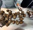 Esta especie es en su mayoría herbívora y cumple un papel determinante como dispersor de semillas. FOTO: AMVA
