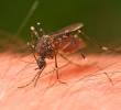 Un mosquito de la especie Ochlerotatus notoscriptus alimentándose de un humano. Foto: Agencia Sinc